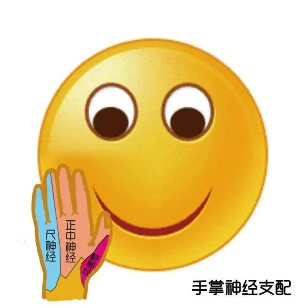 手掌神经支配