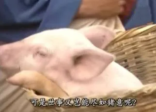 可是世事又岂能尽如猪意呢?（可是世事又岂能尽如猪意呢?）
