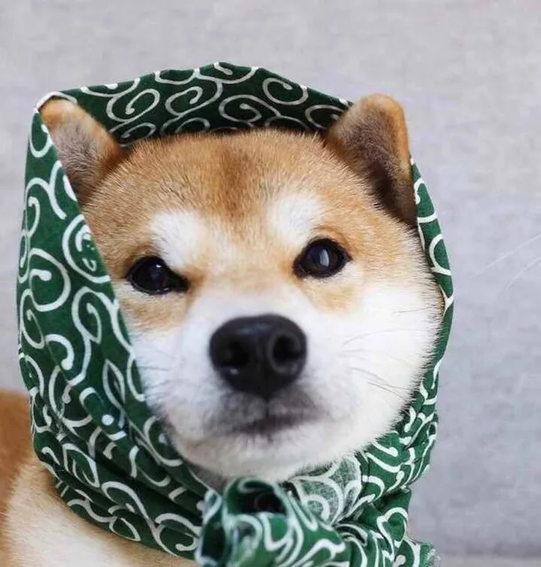 裹花头巾的 doge