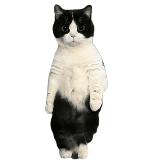 猫猫跳舞（猫猫跳舞）