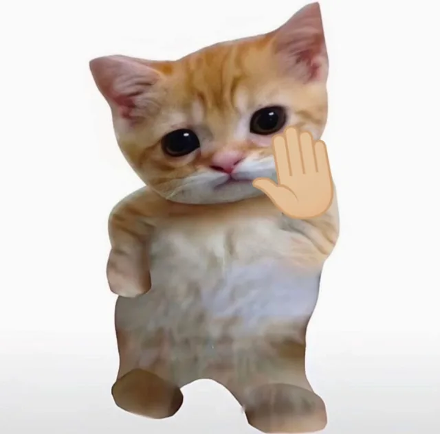 小猫咪自拍表情包（小猫咪自拍表情包）