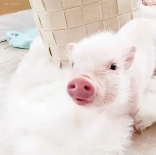 就要做一只粉红粉红的小公主 _猪表情包
