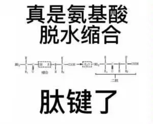 真是氨基酸脱水缩合肽键了（真是氨基酸脱水缩合肽键了）