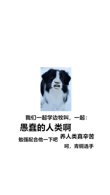 我们一起学边牧叫,一起:愚蠢的人类啊勉强配合他一下吧养人类真辛苦呵,青铜选手（我们一起学边牧叫,一起:愚蠢的人类啊勉强配合他一下吧养人类真辛苦呵,青铜选手）