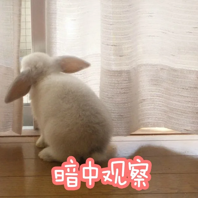兄察暗中观（兄察暗中观）