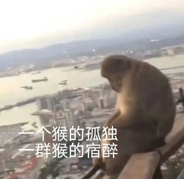 一个猴的孤独一群猴的宿醉（一个猴的孤独一群猴的宿醉）
