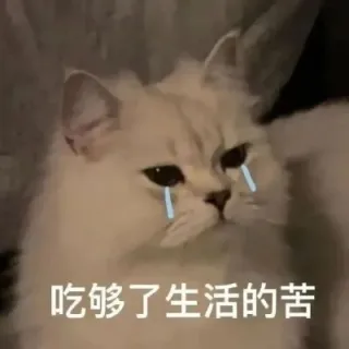 吃够了生活的苦(猫猫表情包)