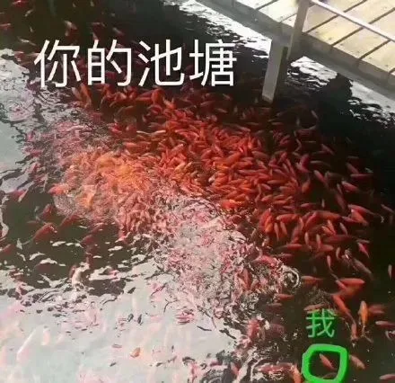你的池塘我（你的池塘我）