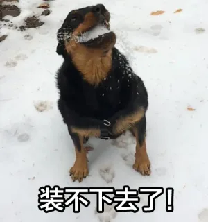 装不下去了！