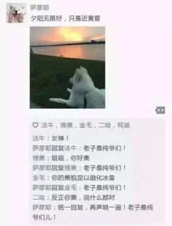 萨摩耶：夕阳无限好，只是近黄昏