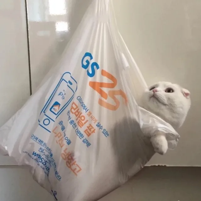 猫咪头像
