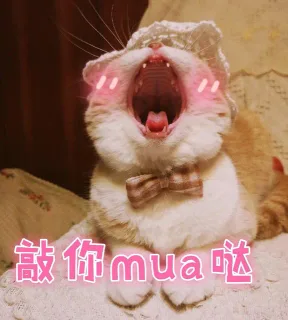 敲你 mua 哒