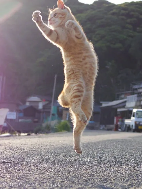 橘猫醉拳