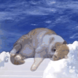 猫猫灵魂出窍（猫猫灵魂出窍）