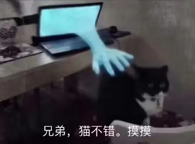 兄弟，猫不错。摸摸（兄弟，猫不错。摸摸）