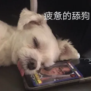 疲惫的舔狗（汪星人表情包）