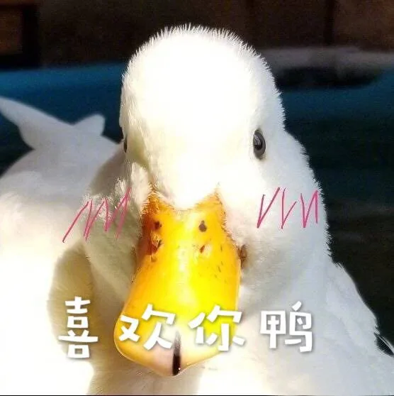 a m喜欢你鸭（a m喜欢你鸭）