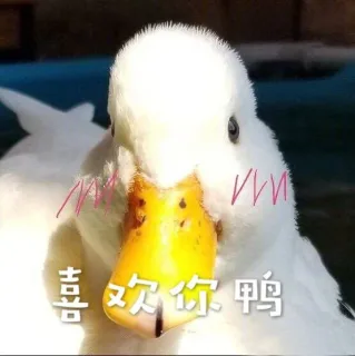 鸭鸭表情包 _鸭子表情包