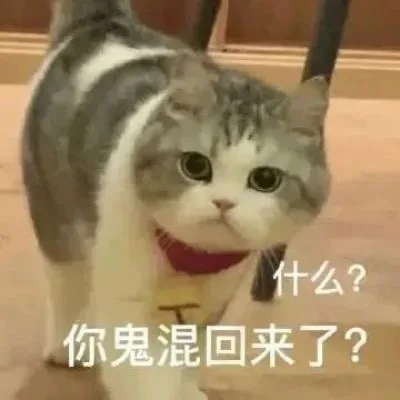什么?你鬼混回来了?(猫猫表情包)（什么?你鬼混回来了?(猫猫表情包)）