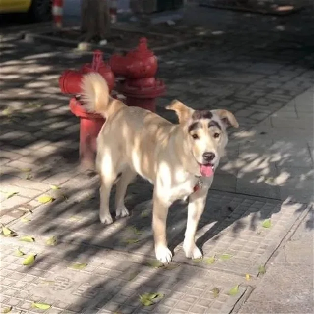 浓眉狗狗