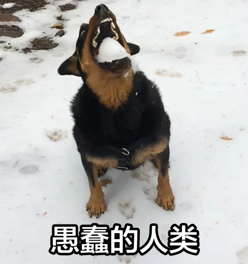 愚蠢的人类（愚蠢的人类）
