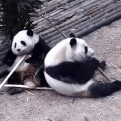 给你一脚 熊猫表情包（给你一脚 熊猫表情包）