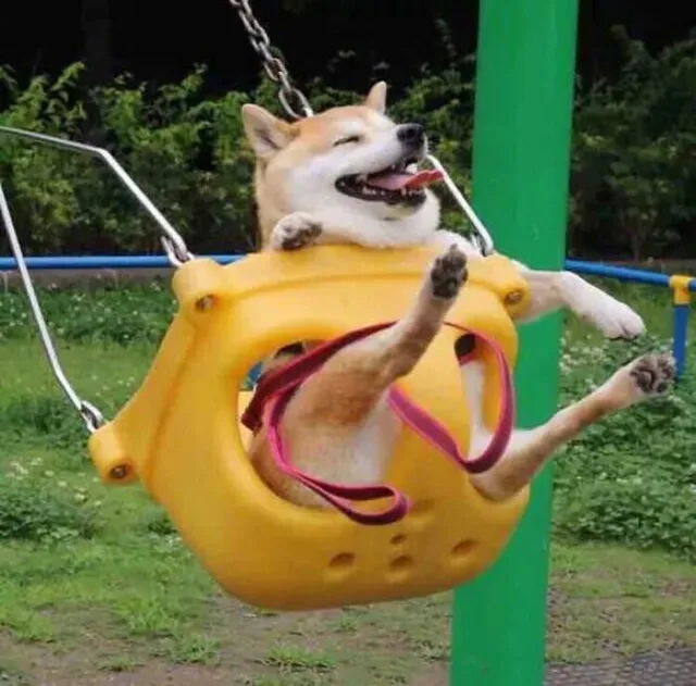 柴犬荡秋千（柴犬荡秋千）