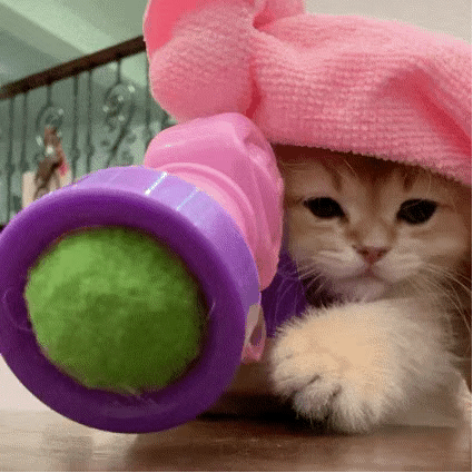 猫猫动图表情包（猫猫动图表情包）