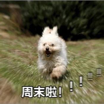 周末啦!(奔跑的狗子)
