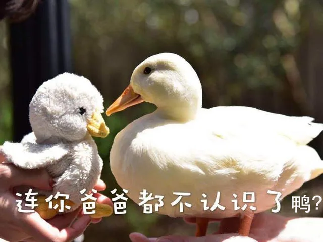 连你爸爸都不认识了鸭?（连你爸爸都不认识了鸭?）
