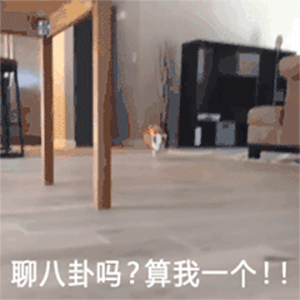 聊八卦吗？算我一个！！（聊八卦吗？算我一个！！）