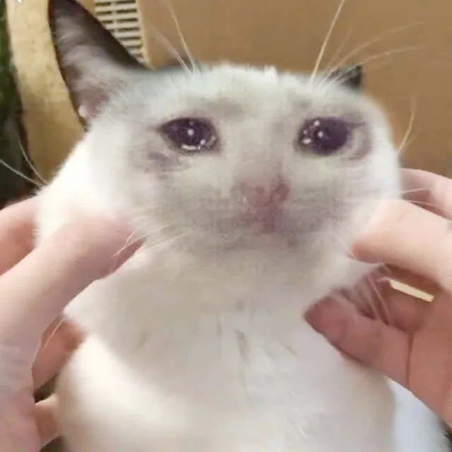 流泪猫咪