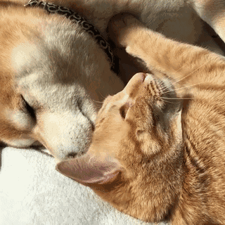 猫咪舔舔狗子