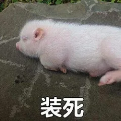 装死（装死）