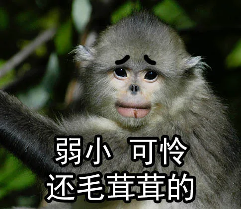 弱小可怜还毛茸茸的