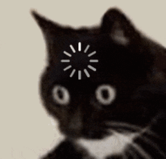 猫猫大脑转圈圈（猫猫大脑转圈圈）