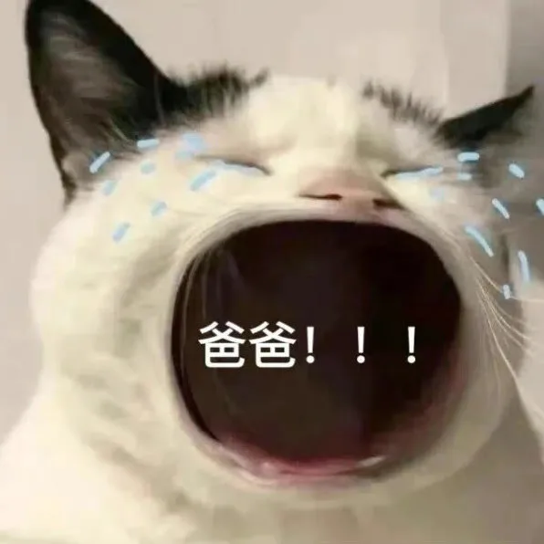 爸宝大嘴猫