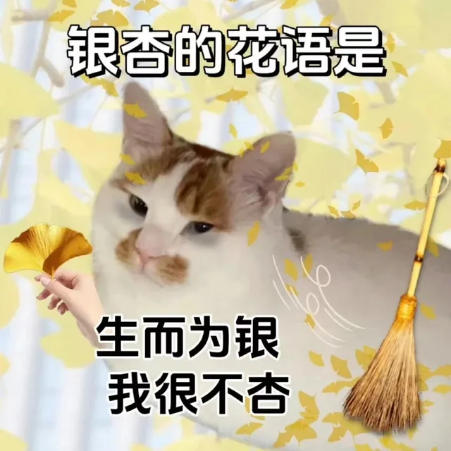 银杏的花语是生而为银我很不杏（银杏的花语是生而为银我很不杏）