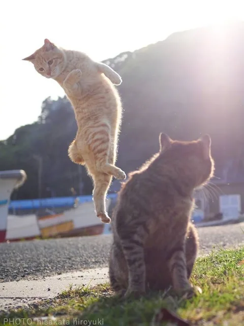橘猫练功夫