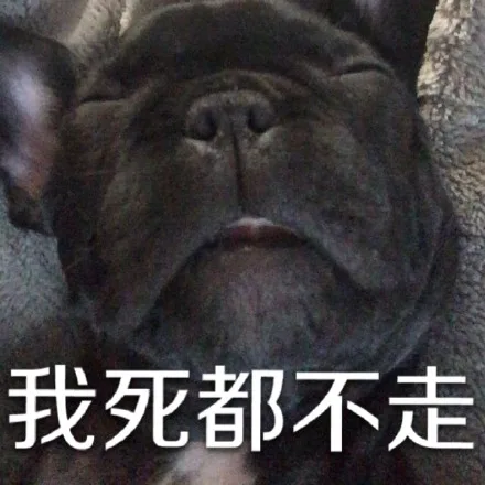 我死都不走（我死都不走）