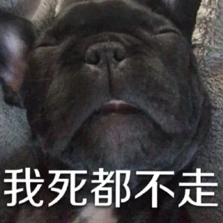 我死都不走