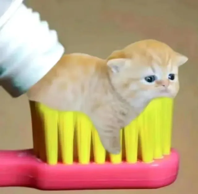 猫咪牙膏表情包（猫咪牙膏表情包）