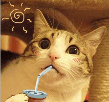 瓜皮猫表情包_喵星人表情包