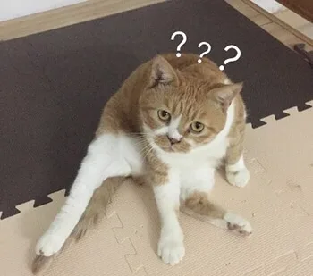 生气专用猫咪表情包_猫咪
