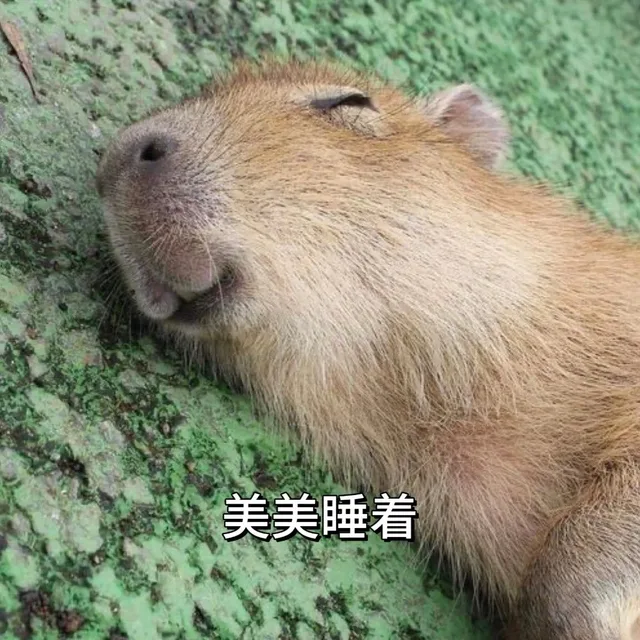 美美睡着