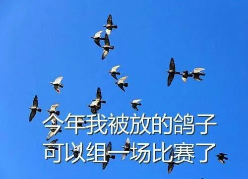 今年我被放的鸽子可以组一场比赛了