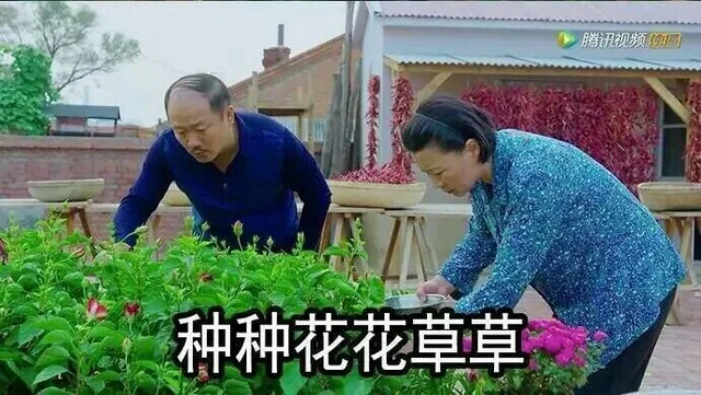 种种花花草草