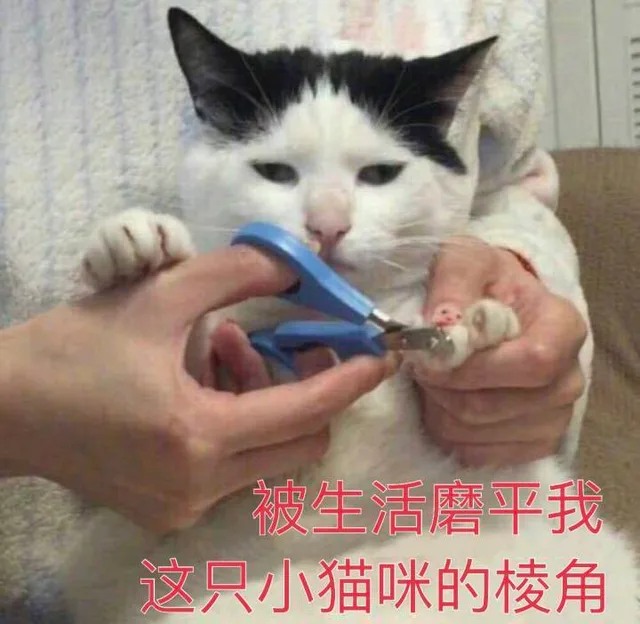被生活磨平我这只小猫咪的棱角（被生活磨平我这只小猫咪的棱角）