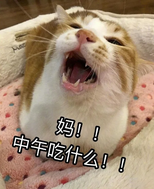 妈！！中午吃什么