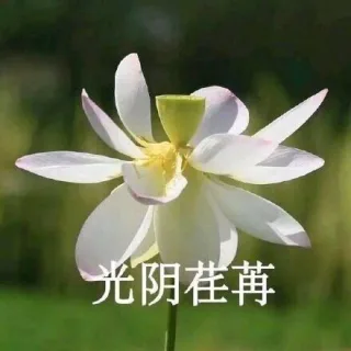 中老年佛系花花